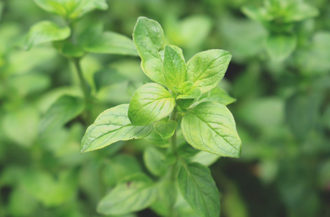 oregano sourcing 1050x693 eu