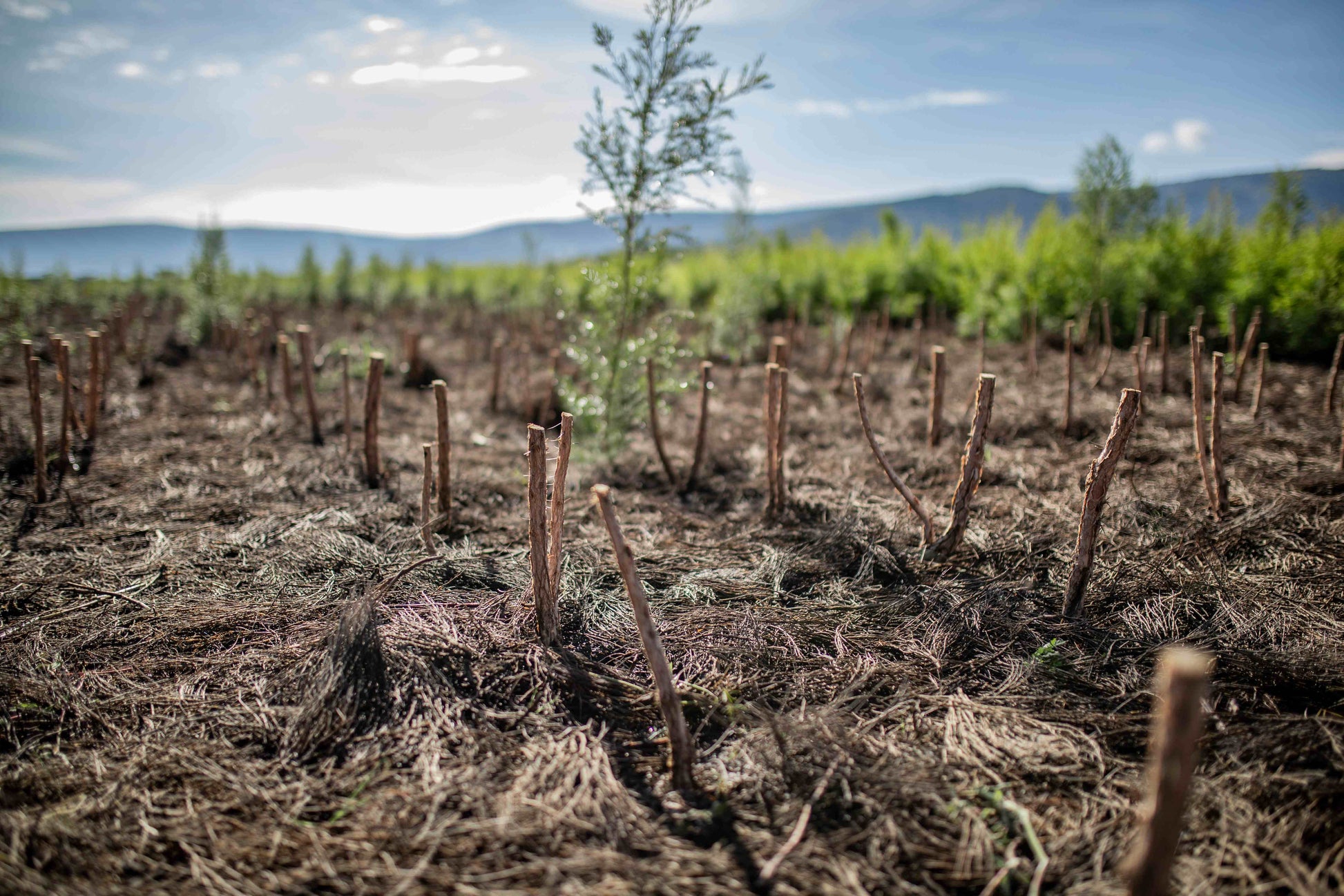 3X Impact Tea Tree, Kenya 7