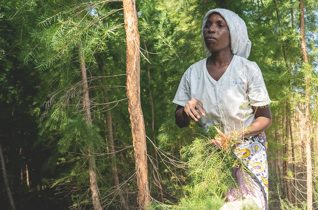 melaleuca sourcing 1050x693 eu