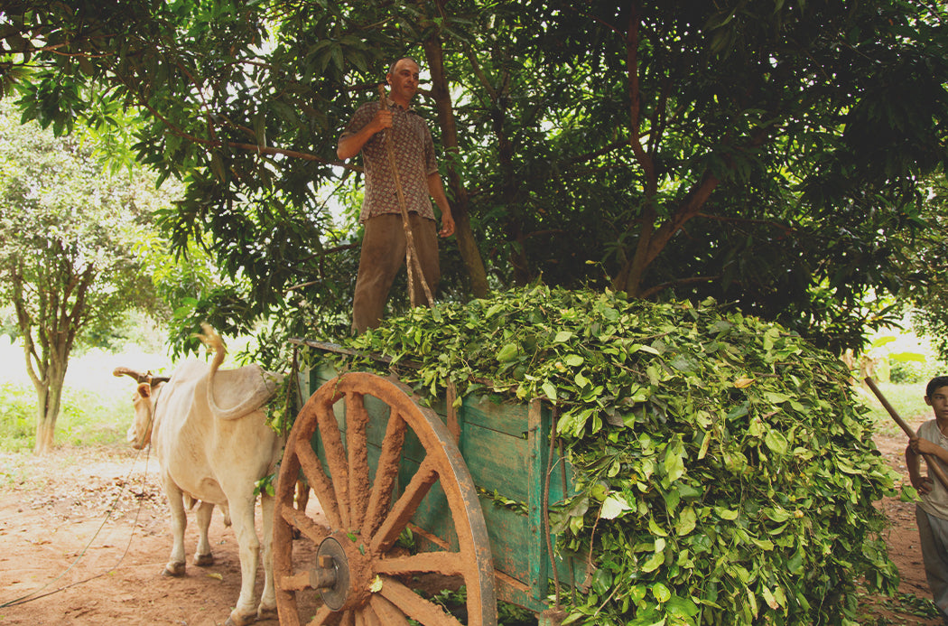 petitgrain betakarítás